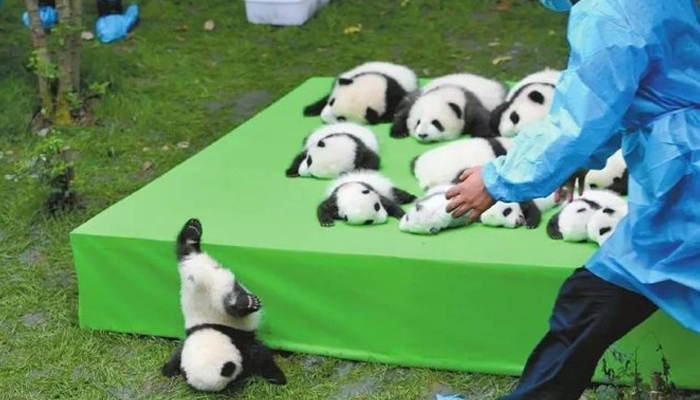Chengdu Panda Base10