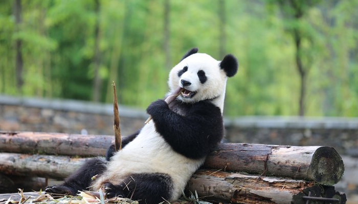 Chengdu Panda Base3