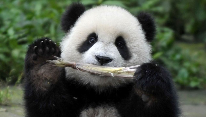 Chengdu Panda Base9