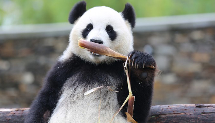 Chengdu Panda Base5