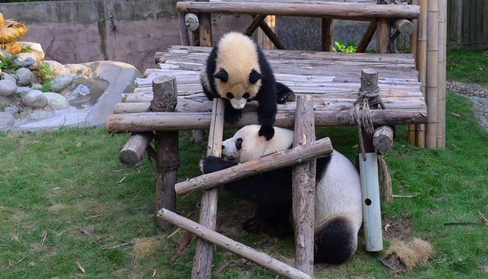 Chengdu Panda Base7