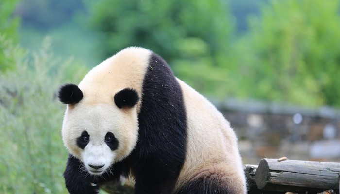 Chengdu Panda Base2