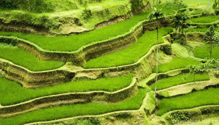 The-longji-yao-and-zhuang-ethnic-terrace-3