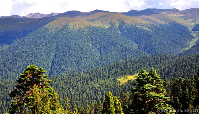 Lurang-Linhai-(Lurang-virgin-forest)3