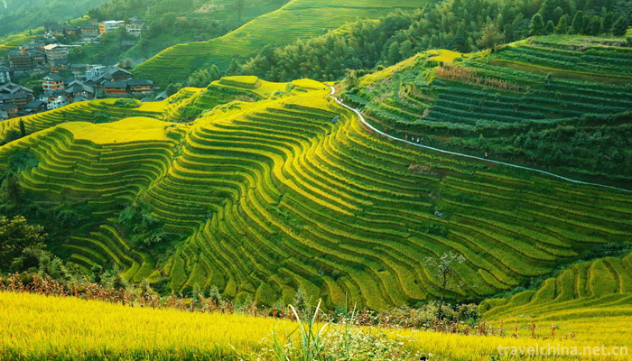 The-longji-yao-and-zhuang-ethnic-terrace-9
