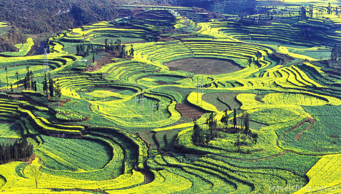 The-longji-yao-and-zhuang-ethnic-terrace-8