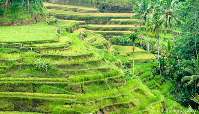 The-longji-yao-and-zhuang-ethnic-terrace-5