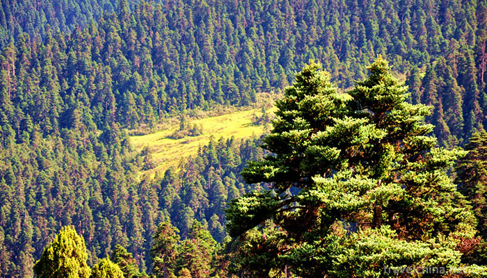 Lurang-Linhai-(Lurang-virgin-forest)1