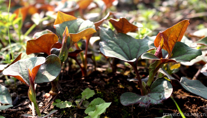 Houttuynia-cordata-Thunb-4