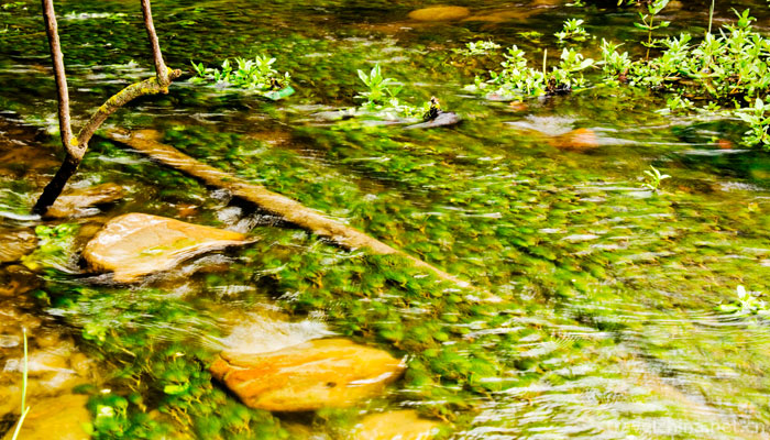 Lurang-Linhai-(Lurang-virgin-forest)6