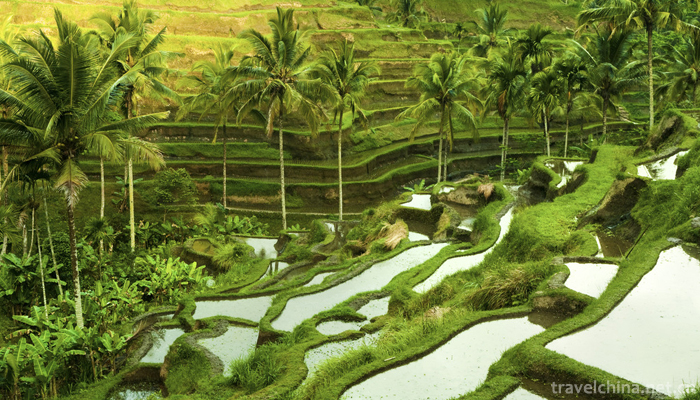 The-longji-yao-and-zhuang-ethnic-terrace-6