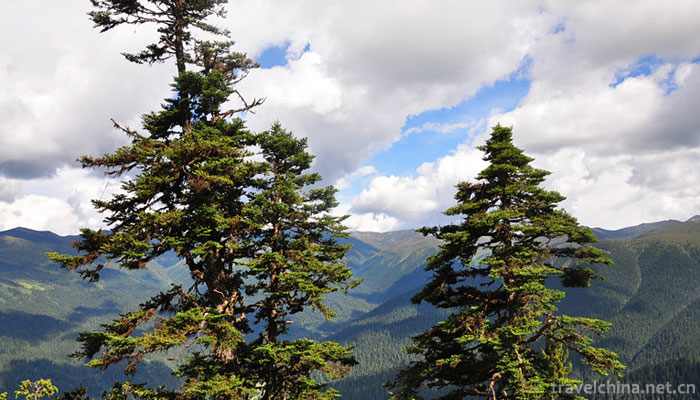 Lurang-Linhai-(Lurang-virgin-forest)4