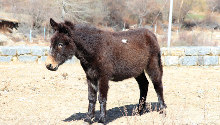 Yarlung-Zangbo-Grand-Canyon6