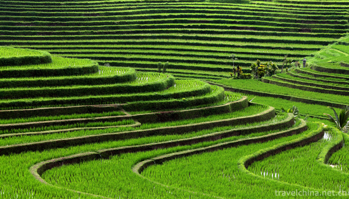 The-longji-yao-and-zhuang-ethnic-terrace-7