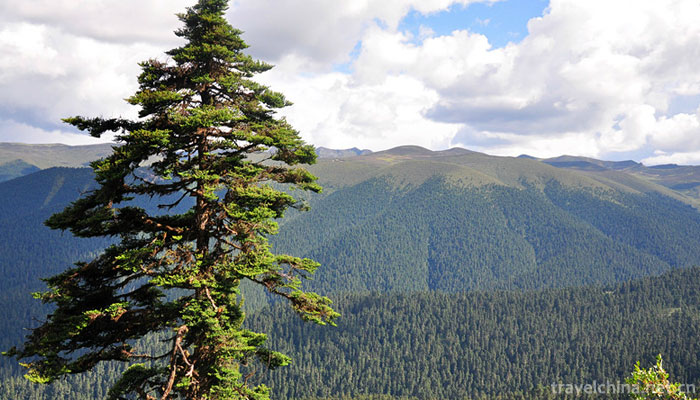 Lurang-Linhai-(Lurang-virgin-forest)2
