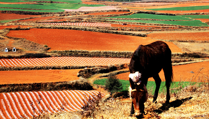 Dongchuan-Red-Land-Scenic-Area-13