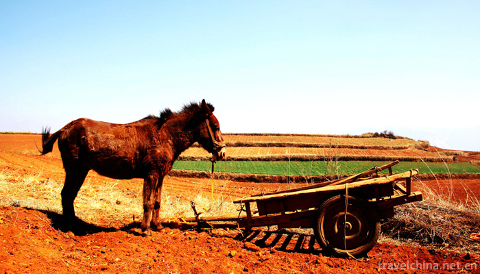Dongchuan-Red-Land-Scenic-Area-12