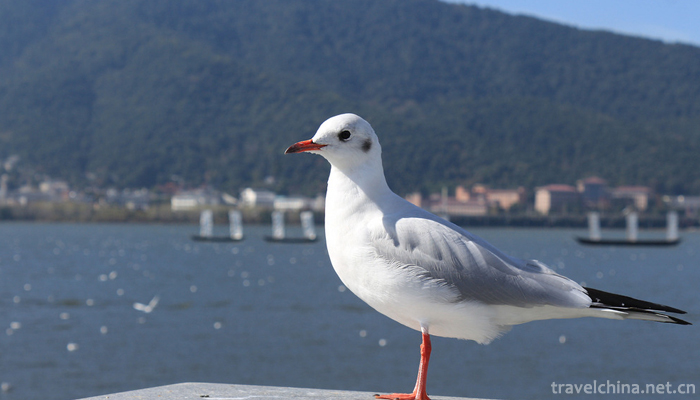 Dianchi-Lake-7