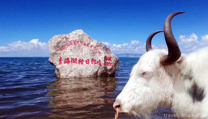 Qinghai-Lake-25