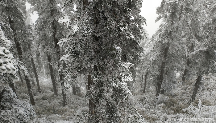 Xiling-snow-mountain-12