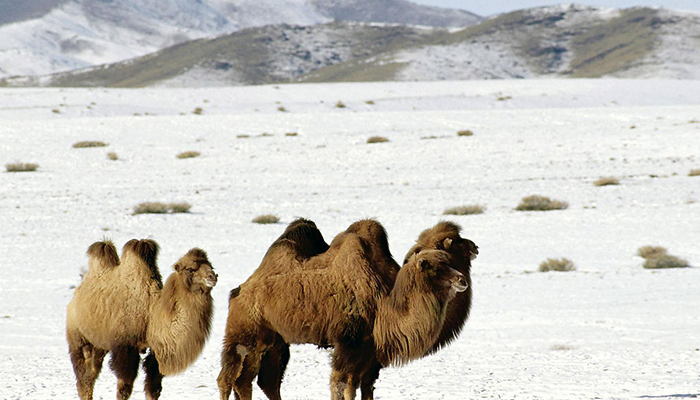 Altai-Mountains-5