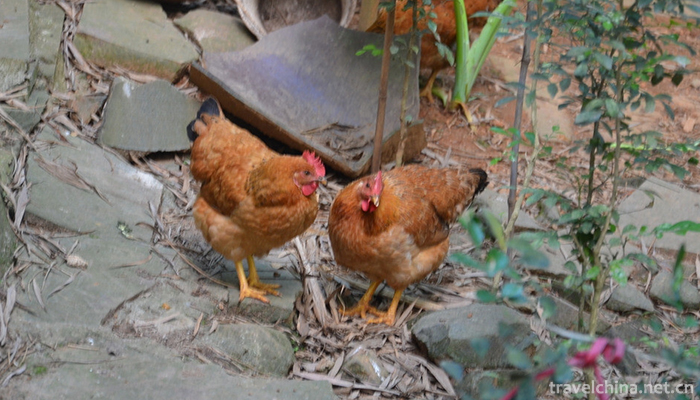 Wenchang-chicken-1