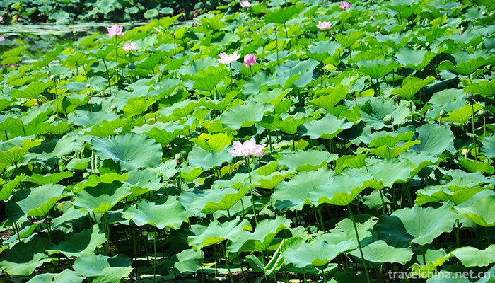 Baiyang-Lake--13