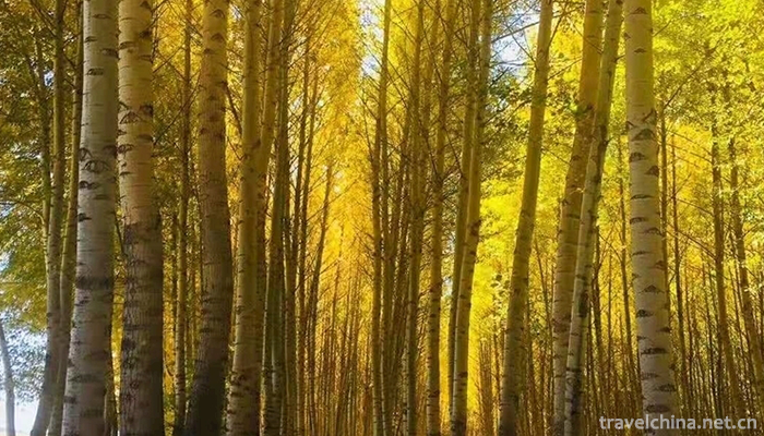 Alshan-Chaihe-Tourist-Scenic-Area-7