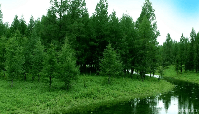 Alshan-Chaihe-Tourist-Scenic-Area-5
