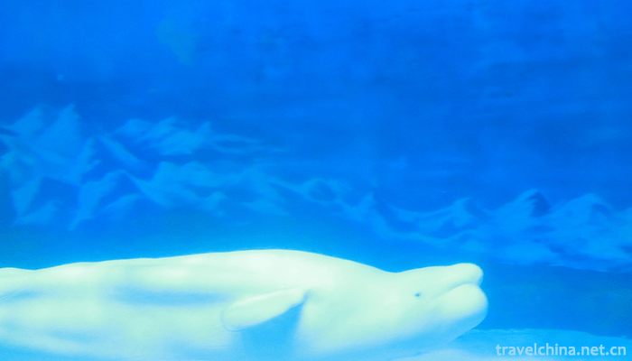 .Dalian-Laohutan-Ocean-Park-8.png