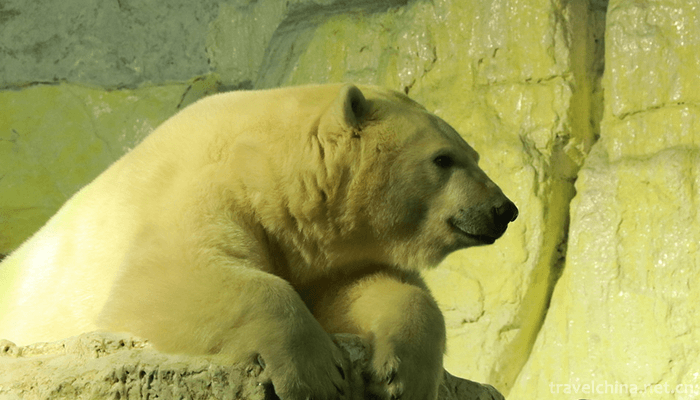 Dalian-Laohutan-Ocean-Park-10