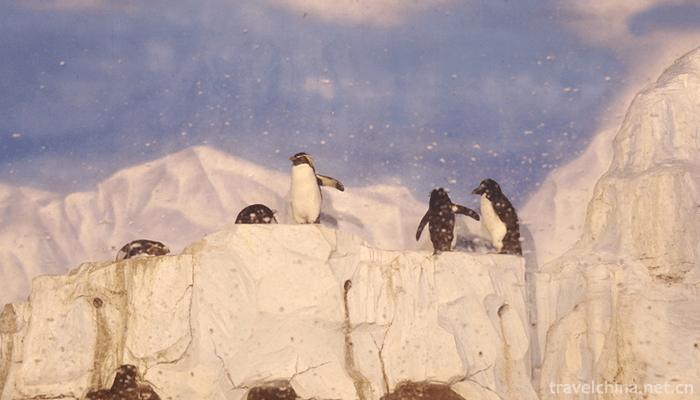 Dalian-Laohutan-Ocean-Park-9