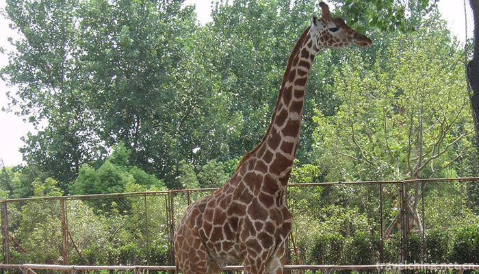 Shanghai-Wild-Animal-Park-5