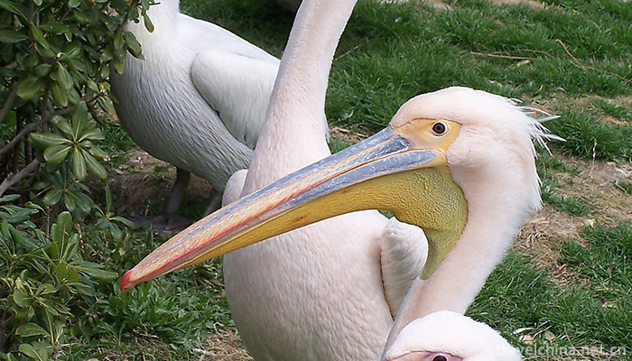 Shanghai-Wild-Animal-Park-13