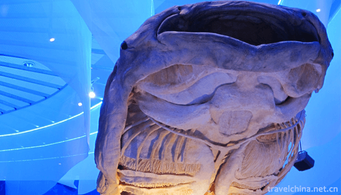 Shanghai-Science-and-Technology-Museum-13