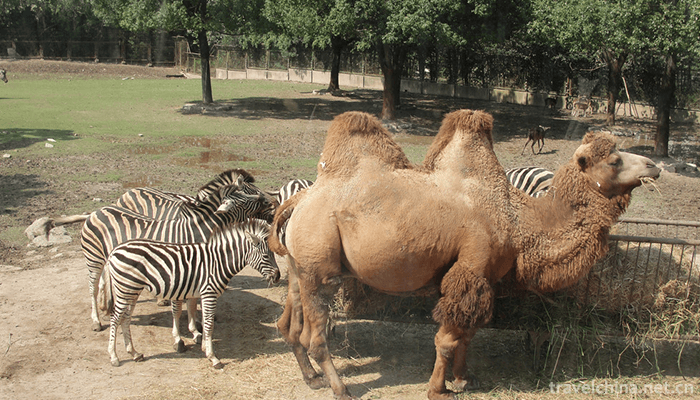 Shanghai-Wild-Animal-Park-3