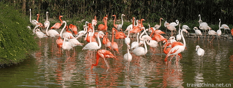 Shanghai Wild Animal Park 