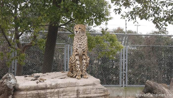 Shanghai-Wild-Animal-Park-12