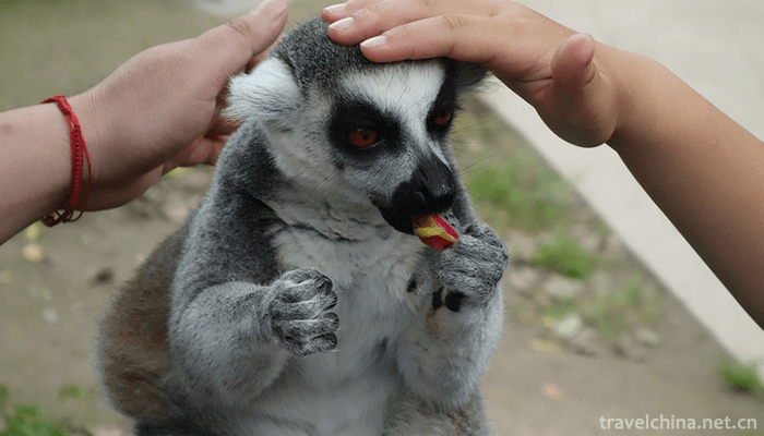 Shanghai-Wild-Animal-Park-6