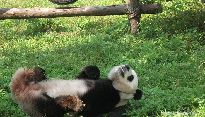 Shanghai-Wild-Animal-Park-8