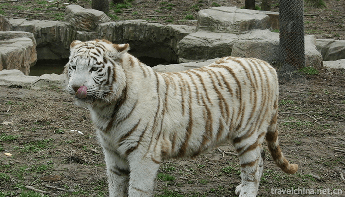 Shanghai-Wild-Animal-Park-1