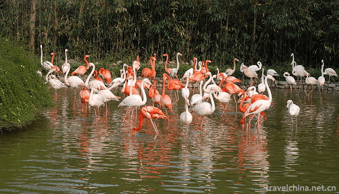 Shanghai-Wild-Animal-Park-7