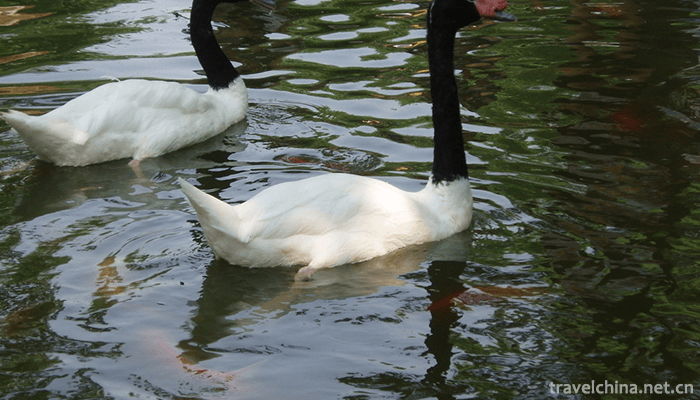Shanghai-Wild-Animal-Park-4