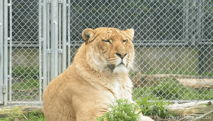 Shanghai-Wild-Animal-Park-2