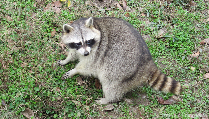 Shanghai-Wild-Animal-Park-9