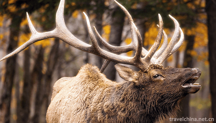 Chinese-Elk-Garden-Scenic-Spot-3