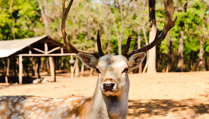 Chinese-Elk-Garden-Scenic-Spot-8