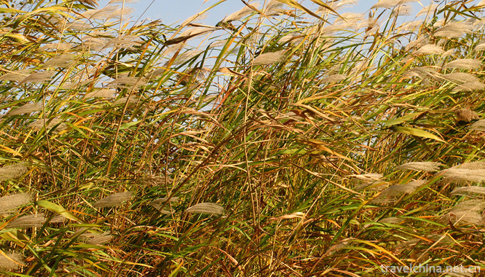 Qin-Lake-National-Wetland-Park-8