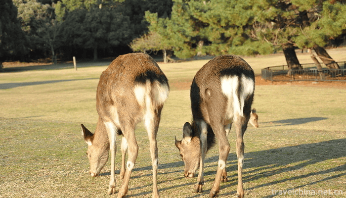Chinese-Elk-Garden-Scenic-Spot-1