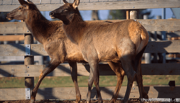 Chinese-Elk-Garden-Scenic-Spot-5